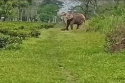 Carrying Dead Calf, Elephant Herd Walks From Garden To Garden In Bengal Carrying Dead Calf, Elephant Herd Walks From Garden To Garden In Bengal