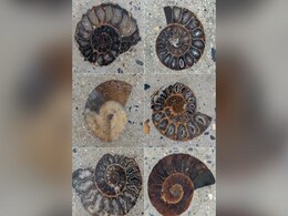 Fossils From 66 Million Years Ago Found In Pavement Outside Bangkok Mall Fossils From 66 Million Years Ago Found In Pavement Outside Bangkok Mall