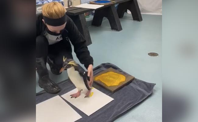 पेंगुइन आर्ट देख सोशल मीडिया यूजर्स बने फैन, पूछा- कहां मिलेगा? वीडियो हो रहा है वायरल