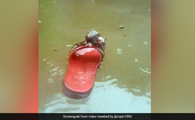 'डूबते को तिनके का सहारा', देखें कैसे पानी में फंसे चूहे ने चप्पल के सहारे बचाई अपनी जान