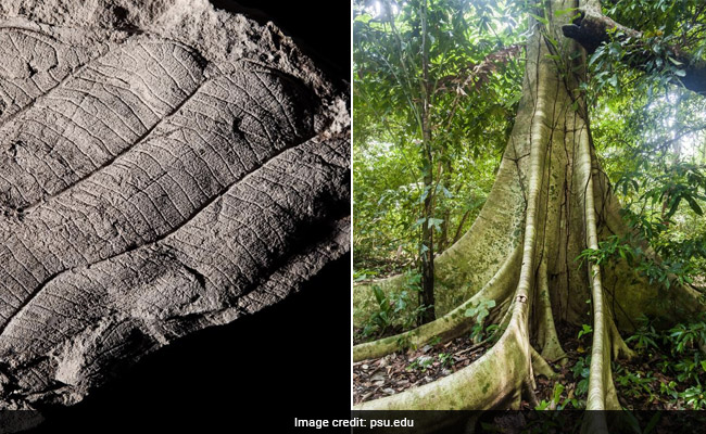 Leaf Fossil Study Reveals Borneo's Rainforest Trees 4 Million Years Old