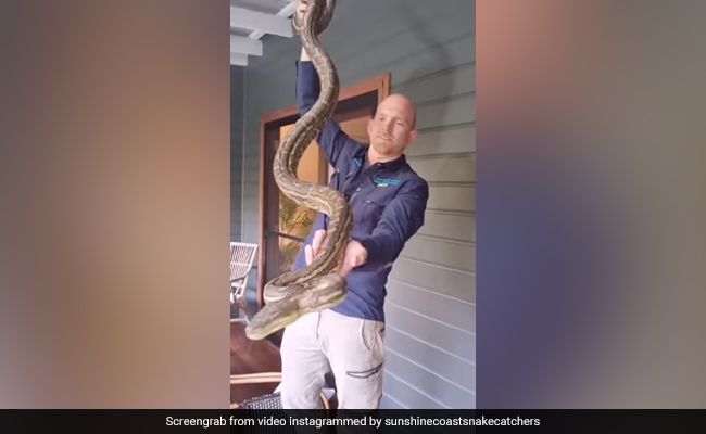 Watch: 4 Carpet Pythons Spotted In A House In Australia