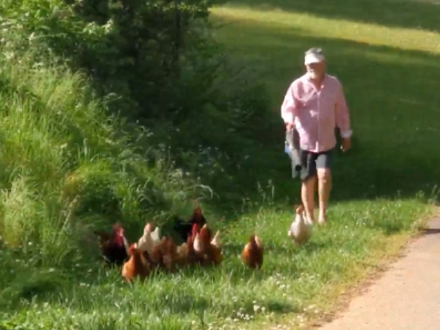 मुर्गियों के झुंड को यार्ड में वापस लाने के लिए शख्स ने किया कुछ ऐसा, देखकर नहीं होगा यकीन