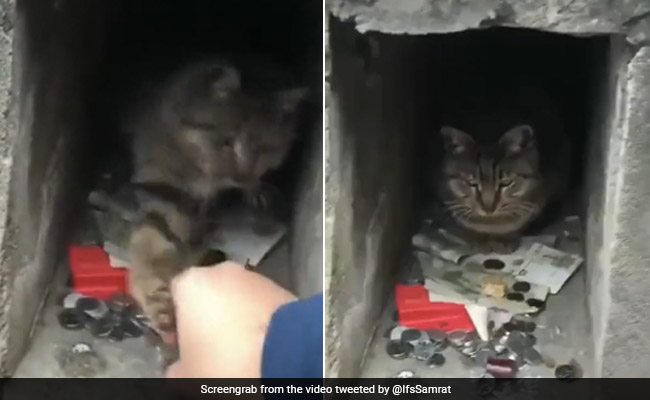 'बाप बड़ा ना भैया सबसे बड़ा रुपैया', इस बिल्ली ने साबित कर दी ये कहावत, देखिए Viral Video