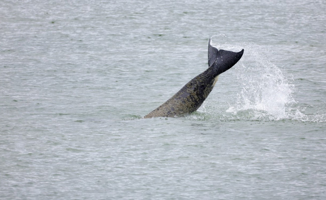 Ailing Killer Whale Stranded For Weeks In France River Found Dead
