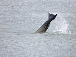 Ailing Killer Whale Stranded For Weeks In France River Found Dead Ailing Killer Whale Stranded For Weeks In France River Found Dead