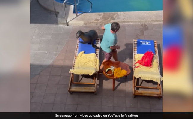 "You Pollute My Ocean, I steal Your Chair": Internet On Sea Lion Grabbing Man's Sun Lounger