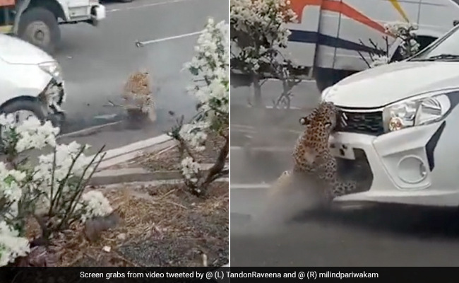 Injured Leopard Hit By A Car On Highway; Barely Escapes Alive