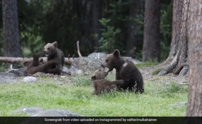 Video: बेबी बियर्स का 'WWE' शो कभी देखा है आपने? इनकी क्यूट सी फाइटिंग देख हार बैठेंगे दिल