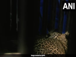 Leopard Enters Washroom Of Mumbai School, Rescued By Forest Department Leopard Enters Washroom Of Mumbai School, Rescued By Forest Department
