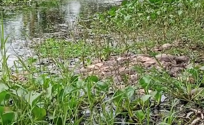 Tortoise Carcasses Found Floating In West Bengal Canal, Probe Ordered