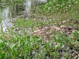 Tortoise Carcasses Found Floating In West Bengal Canal, Probe Ordered Tortoise Carcasses Found Floating In West Bengal Canal, Probe Ordered