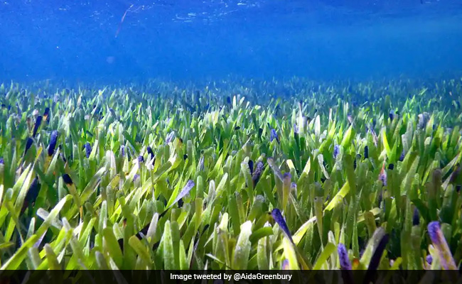 Watch: Researchers Discover World's Largest Plant in Australia
