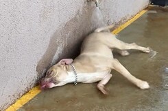 पानी देखते ही अजीबोगरीब हरकतें करने लगा कुत्ता, देखकर हैरान रह जाएंगे आप पानी देखते ही अजीबोगरीब हरकतें करने लगा कुत्ता, देखकर हैरान रह जाएंगे आप