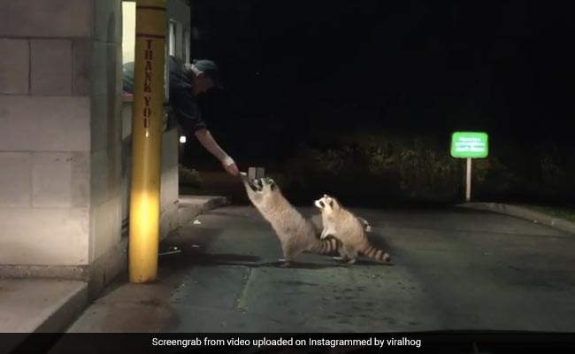 Viral Video: Raccoon Family Gets A "Drive-Through Treat"