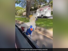 Viral Video: Parrot Enjoys Car Ride Sitting On The Open Car Window Viral Video: Parrot Enjoys Car Ride Sitting On The Open Car Window