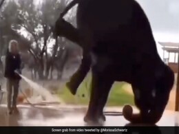 Viral Video Shows Elephant Doing Headstand During Bath, Internet Angry Viral Video Shows Elephant Doing Headstand During Bath, Internet Angry