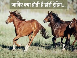 EXPLAINER:जानिए क्या होती है हॉर्स ट्रेडिंग? भारतीय राजनीति में इसकी इतनी चर्चा क्यों है EXPLAINER:जानिए क्या होती है हॉर्स ट्रेडिंग? भारतीय राजनीति में इसकी इतनी चर्चा क्यों है