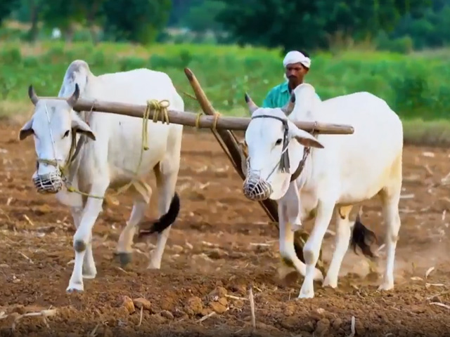 Telangana's Agriculture Reforms Result In Massive Success