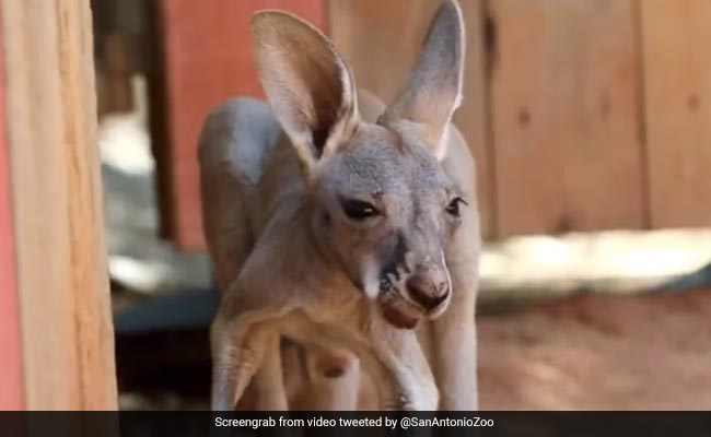 Watch: Baby Kangaroo Pulls Disgusted Face After Swallowing Dirt In Zoo