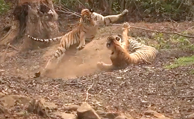 Watch: Tiger Siblings Playing In The Wild Win Over Internet