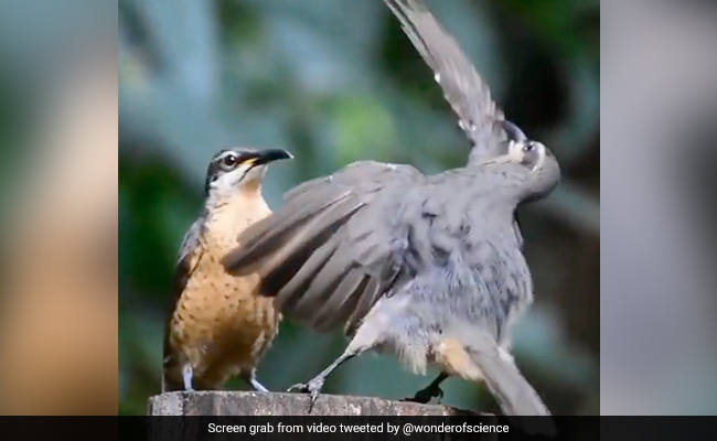 Watch: Riflebird Performs Special Moves To Woo Female, Unimpressed She Flies Away