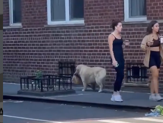 Watch: Adorable Dog Seems To Be Delivering Food On The Streets; Netizens Are Amazed