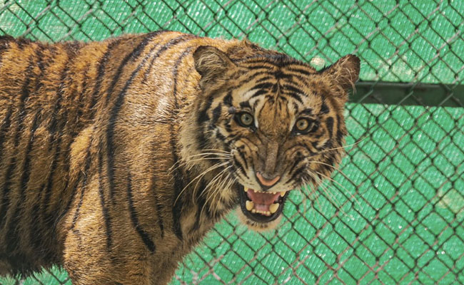 Tiger, Rescued After Porcupine Attack, To Be Sent Back To The Wild