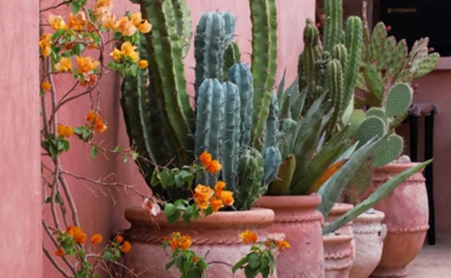 Cactus Oil से इतने लंबे हो जाएंगे बाल कि हर कोई पूछने लगेगा क्या लगाती हैं आप, जानें इस्तेमाल का सही तरीका