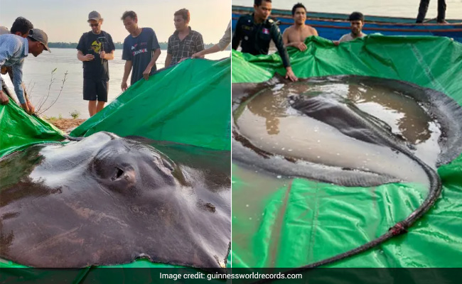 Giant Stingray Discovered In Cambodia Crowned World's Largest Freshwater Fish By Guinness