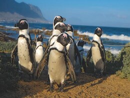 Video Shows Penguins Sliding On Ice During "Antarctic Morning Rush" Video Shows Penguins Sliding On Ice During "Antarctic Morning Rush"