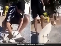 VIDEO: काल के गाल में समा रहे इस डॉगी के लिए 'मसीहा' बना ये शख्स, इस तरह मिली नई जिंदगी VIDEO: काल के गाल में समा रहे इस डॉगी के लिए 'मसीहा' बना ये शख्स, इस तरह मिली नई जिंदगी