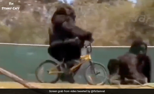 Viral Video: Gorilla's Hilarious Reaction After Fall From Bicycle