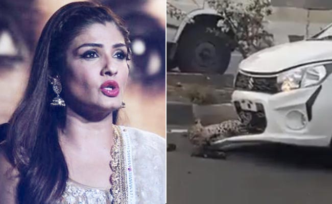 हाइवे पर कार की चपेट में आया तेंदुआ, VIDEO देख एक्ट्रेस रवीना टंडन ने भी की प्रार्थना