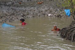 Importance Of Conserving Sundarbans - World’s Largest Mangrove Forest In The World Importance Of Conserving Sundarbans - World’s Largest Mangrove Forest In The World