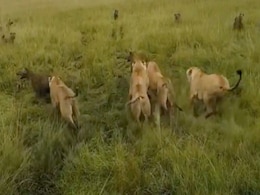 Viral Video: शेरनी पर लकड़बग्घों ने किया अटैक, हुई भयानक गैंगवार, फिर दोस्तों ने बचाई ज़िंदगी Viral Video: शेरनी पर लकड़बग्घों ने किया अटैक, हुई भयानक गैंगवार, फिर दोस्तों ने बचाई ज़िंदगी