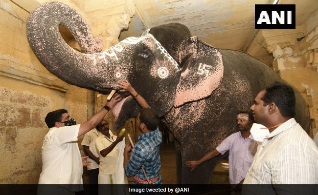 Vets From Thailand Reach Madurai Temple To Treat Elephant For Cataract