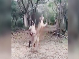 VIDEO: शेरनी के साथ ऐसे खेलता है शख्स जैसे हो बरसों की यारी, बिल्ली की तरह लगाती है छलांग VIDEO: शेरनी के साथ ऐसे खेलता है शख्स जैसे हो बरसों की यारी, बिल्ली की तरह लगाती है छलांग
