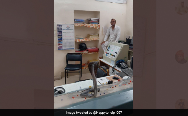 Cobra Sits On Railway Officer's Table At A Station In Rajasthan, Photo Goes Viral