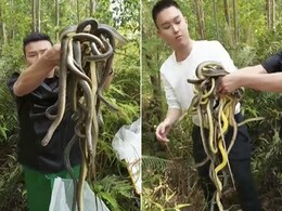 जिंदा सांपों के झुंड को हाथों में लिए शख्स ने किया ऐसा काम, Video देख आंखों पर नहीं होगा यकीन! जिंदा सांपों के झुंड को हाथों में लिए शख्स ने किया ऐसा काम, Video देख आंखों पर नहीं होगा यकीन!