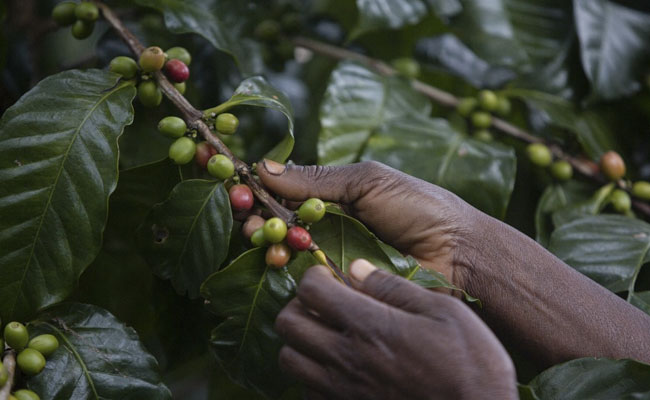 Maoist-Hit Bastar Evolving, On Path To Become Coffee Production Hub