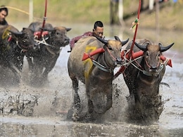 Mud, Sweat And Cheers: Traditional Thailand Buffalo Race Enthralls Crowds Mud, Sweat And Cheers: Traditional Thailand Buffalo Race Enthralls Crowds