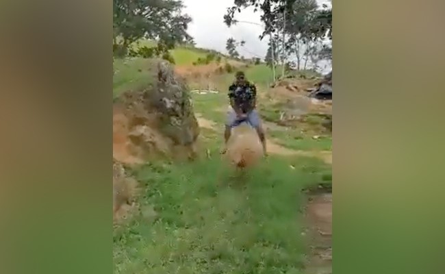 हाथी चींटी नहीं ये है हिप्पो और बकरी का मजेदार वीडयो, क्यूट वीडियो देखकर आप भी करेंगे एंजॉय