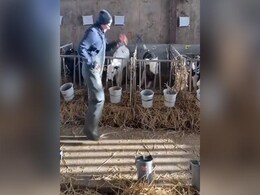कभी देखा है गाय के बछड़ों को डांस करते, क्यूट VIDEO देख चेहरे पर आ जाएगी मुस्कान कभी देखा है गाय के बछड़ों को डांस करते, क्यूट VIDEO देख चेहरे पर आ जाएगी मुस्कान