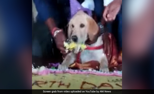 Watch: Karnataka Man Celebrates Pet Dog's Birthday With 100Kg Cake And 4,000 Guests