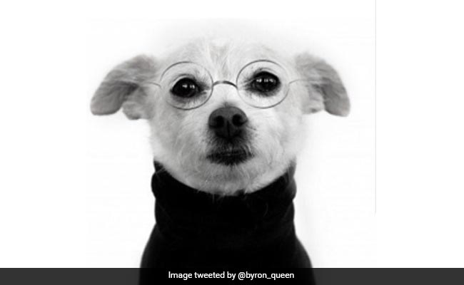 Man Makes Job Application Blunder, Sends Photo Of Dog Instead Of Resume