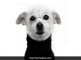 Man Makes Job Application Blunder, Sends Photo Of Dog Instead Of Resume Man Makes Job Application Blunder, Sends Photo Of Dog Instead Of Resume