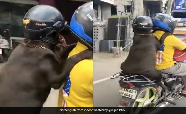 डॉगी की इस समझदारी के फैन हुए नेटिजन्स, दी ट्रैफिक रूल्स की सीख