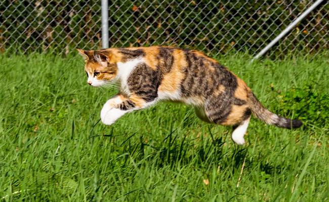Watch: Cat Befriends Huge Rat After Owner Hoped It Would Get Rid of It