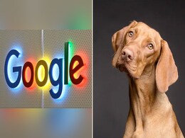 Google ने यूजर्स से पूछा अनोखा सवाल, कुत्ते अगर इंटरनेट पर कुछ सर्च करेंगे तो वह क्या होगा? Google ने यूजर्स से पूछा अनोखा सवाल, कुत्ते अगर इंटरनेट पर कुछ सर्च करेंगे तो वह क्या होगा?